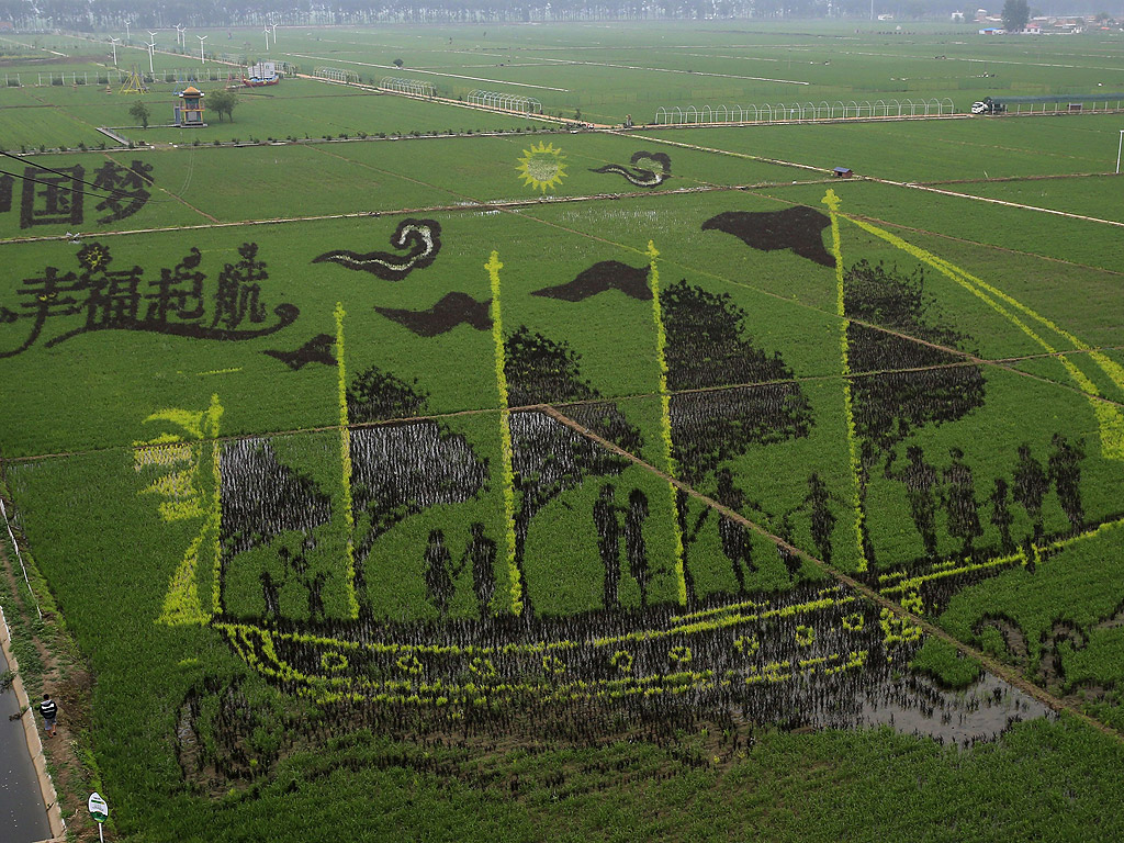 Около 13 3D изображения с участието на различни теми от животни, места и хора са изобразени на 10 хектара оризища в област Шенян, столицата на провинция Ляонин, Китай. Земеделските производители използваТ различни цветове и сортове ориз, за да се имитира 3D ефект, който е традиция за създаване на модели на техните оризови полета, като по този начин да се молят за благословение за добра реколта.