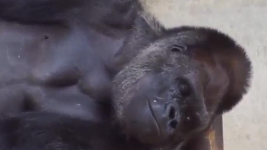 Японките полудяха по красива горила (видео)