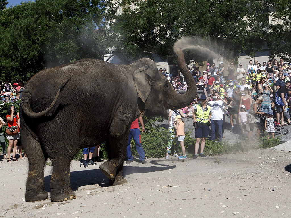 Слон от Швейцарския национален цирк се пръска с пясък на плажа, след охлаждаща баня в езерото Нюшател, в Швейцария. Циркът е един от най-старите циркови династии, в момента е на турне в Нюшател
