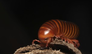 На снимката е друг вид стоножка