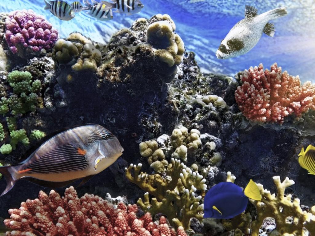 Кораловите рифове са сред жертвите на климатичните промени и през