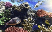  Подводни представители лекуват кораловите рифове 
