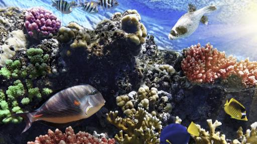  Подводни представители лекуват кораловите рифове 