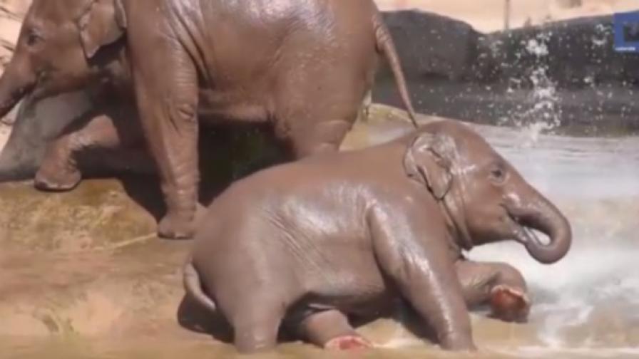 Слончета се разхлаждат в езеро (видео)