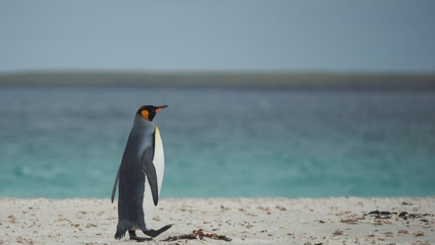 Шарлот – пингвинът, който се страхува от водата