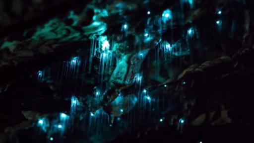  Светулките по света може да изчезнат 