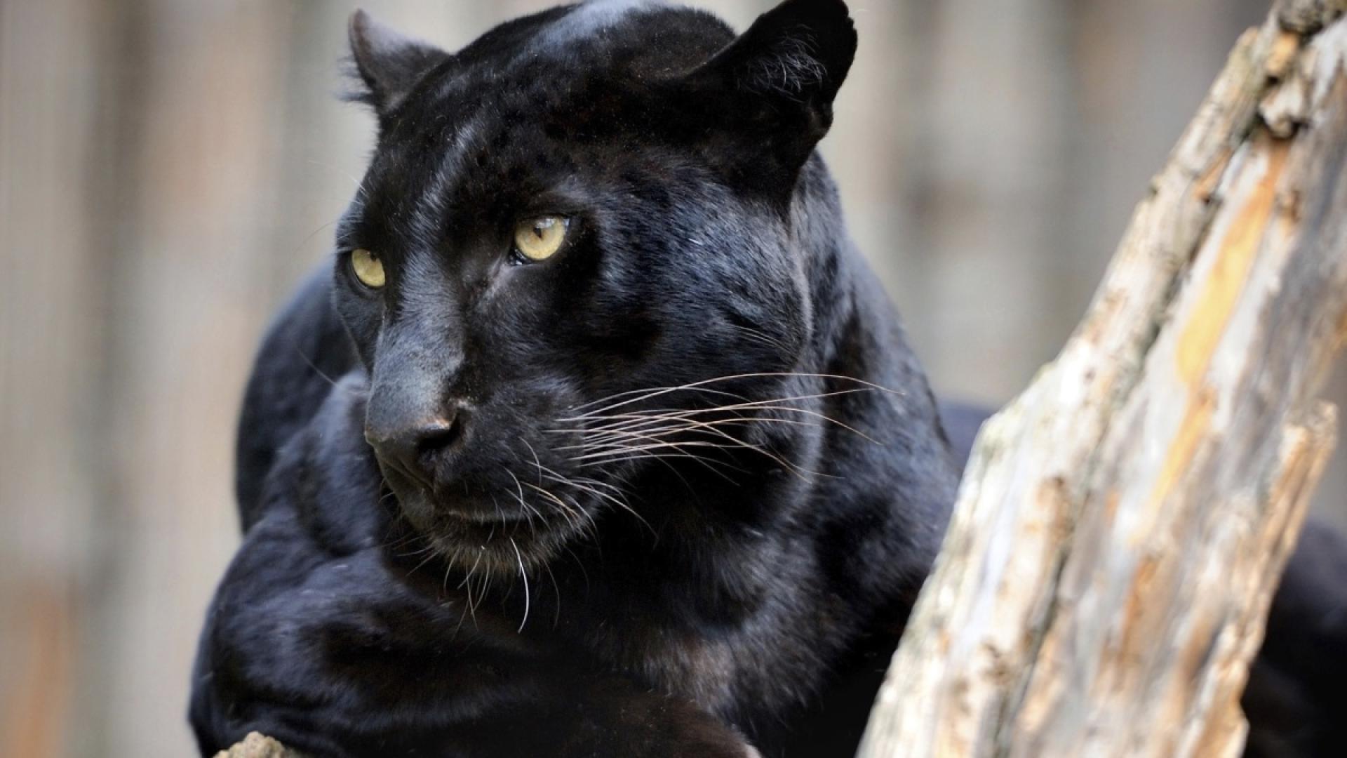 Десет дни службите бяха на крак заради животното което обикаляше