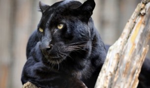 И черните леопарди имат петна