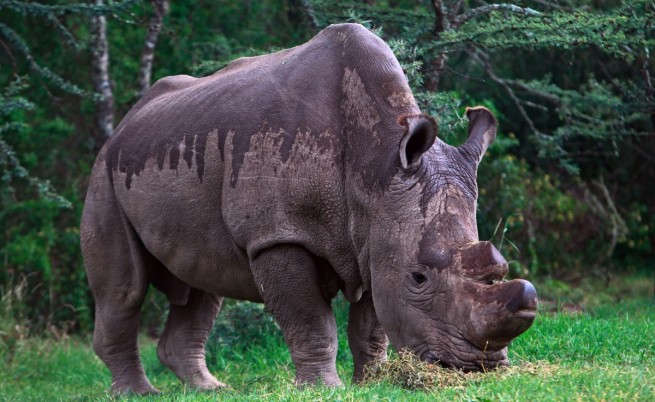Последният северен бял носорог – умиращ гигант