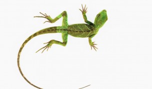 Откриха най-древния ембрион на гущер