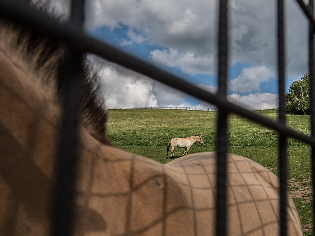 Завръщането на дивите азиатски коне родните им степи – пустинен район в Южна Монголия, е проект на зоопарка в Прага и чешката армия, които искат да спасят рядката порода и да я интегрират в естествената й среда