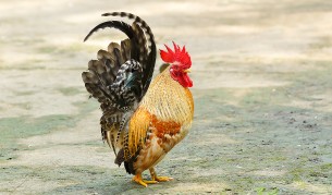 Петлите пеят в йерархичен ред