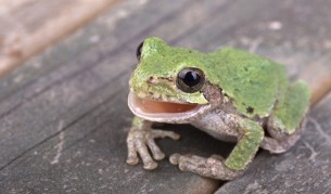 На снимката е друг вид жаба