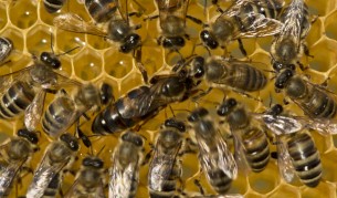 Пчелите работнички хранят пчелата майка (в средата)
