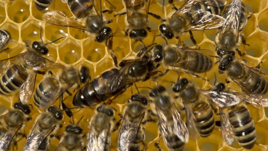 Пчелите работнички хранят пчелата майка (в средата)