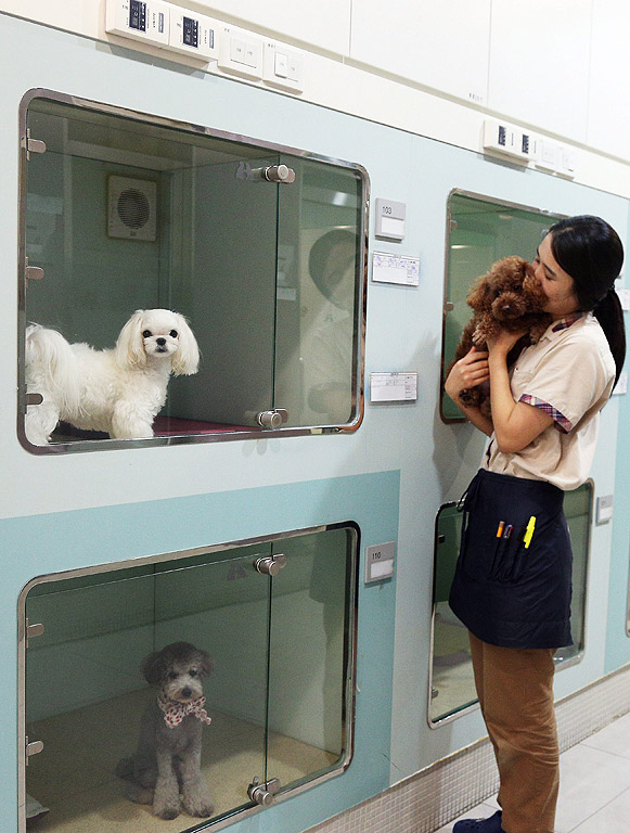 Служител настанява куче, в хотел за домашни любимци в Сеул, Южна Корея. Нараства броят на летовниците които оставят своите домашни любимци в хотели, така че те може да отнеме време за себе си по време на лятната ваканция сезон