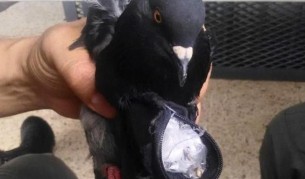 В Коста Рика арестуваха гълъб наркотрафикант