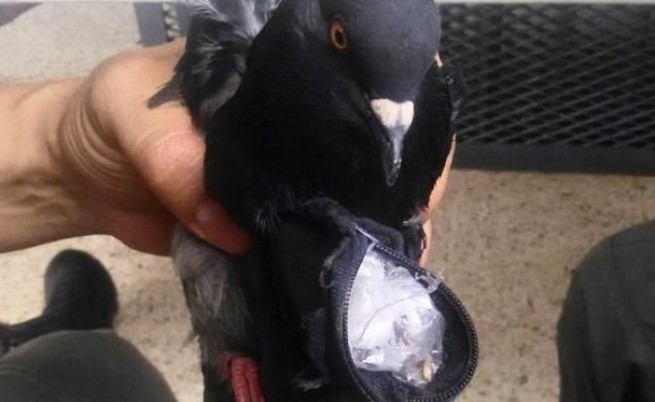 В Коста Рика арестуваха гълъб наркотрафикант