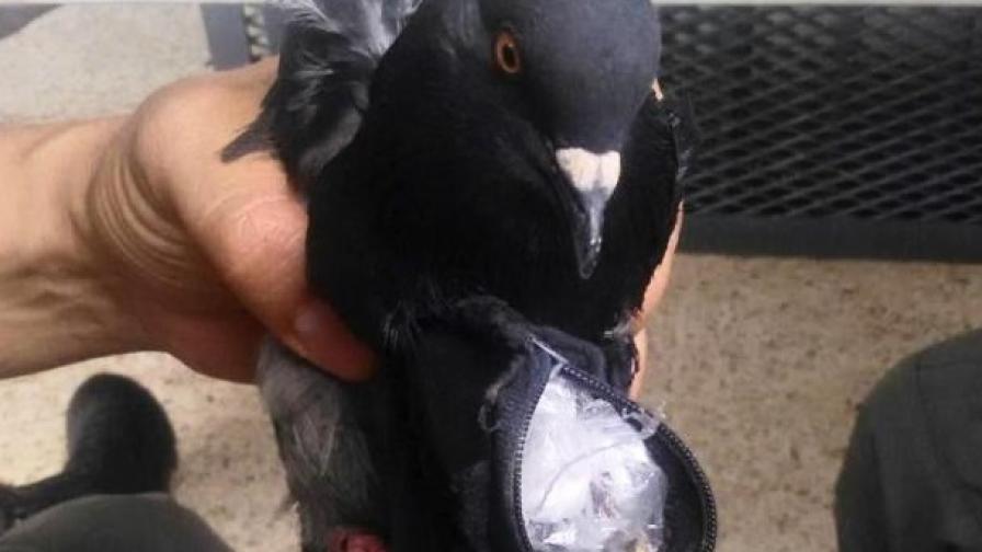 В Коста Рика арестуваха гълъб наркотрафикант