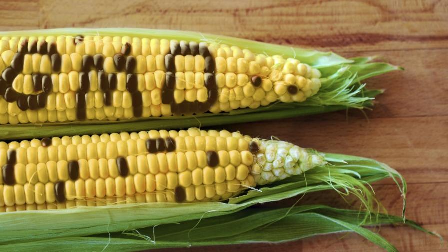 МОСВ: Няма ГМО в околната среда у нас