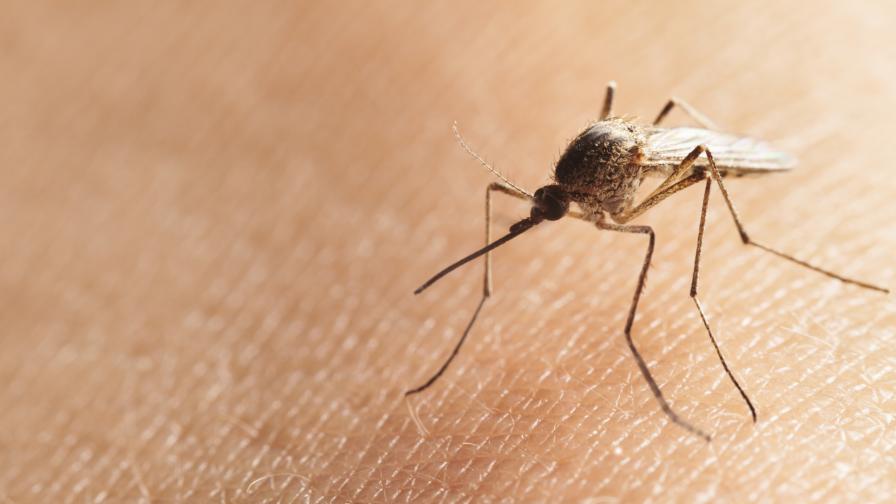 Любопитни факти за комарите и как да се спасим от тях (видео)
