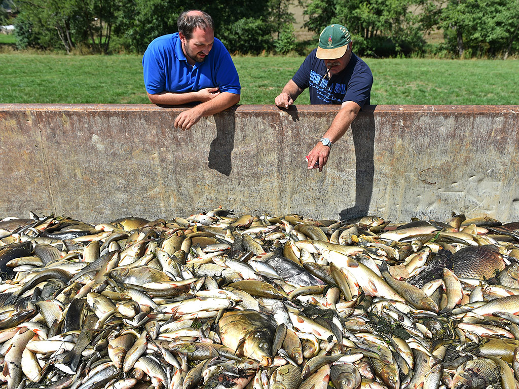 Доброволци събират мъртва риба в близост до Оберхофен, Германия. Според съобщения токсичен амониев нитрат, се е просмукал във вода след пожар и е убил много риба в реката Ягст в региона на Швебиш Хал