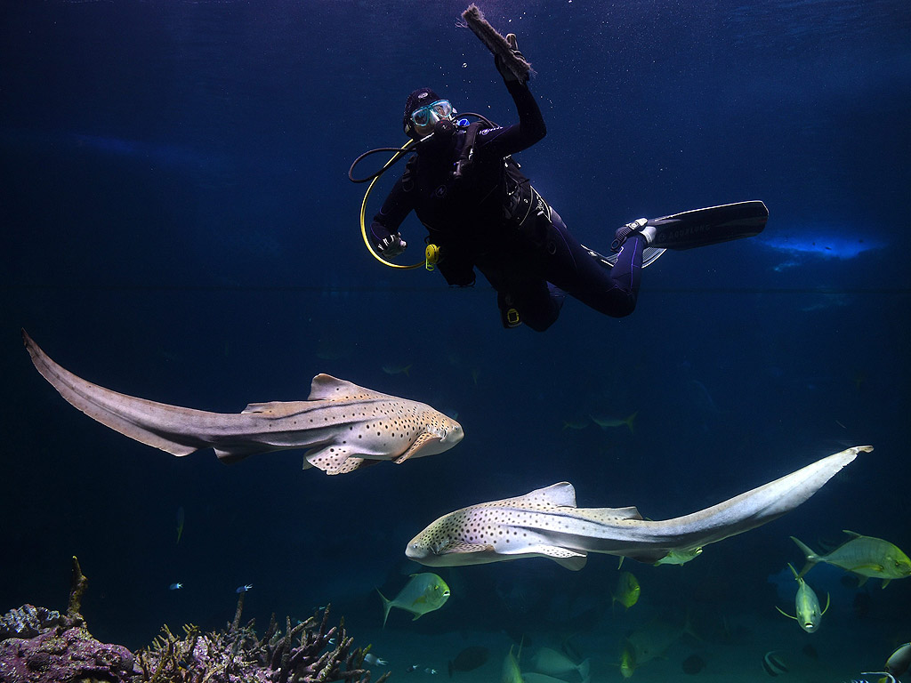 Водолази работят на изложбата Голям бариерен риф в Аквариумът в Сидни, Австралия. Водолазите участват в годишното пролетно почистване на аквариума с 2 милиона литра резервоар, като почистват органична материя, за да се запази подводната среда в най-добро състояние за морските обитатели