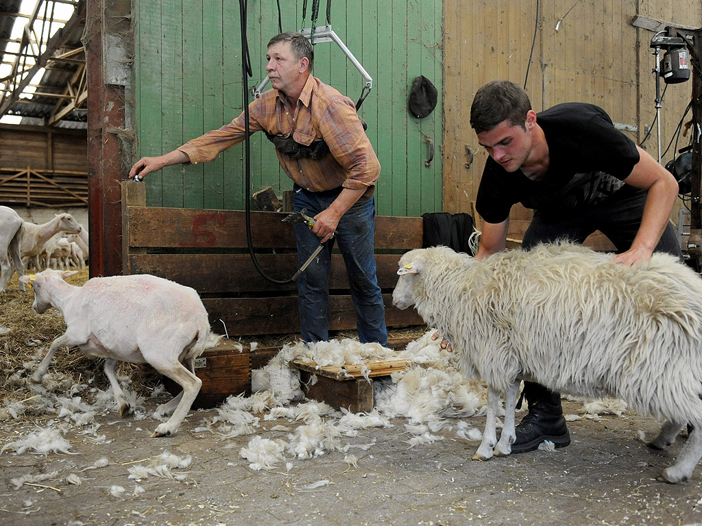 Стригачи на овце от германската асоциация Шиърър във ферма в Вагенфелд, Германия. Фермата овце произвежда само органична вълна без химикали