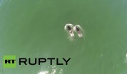 Russia: Magestic Orca pod gracefully glide through Avachinsky Bay