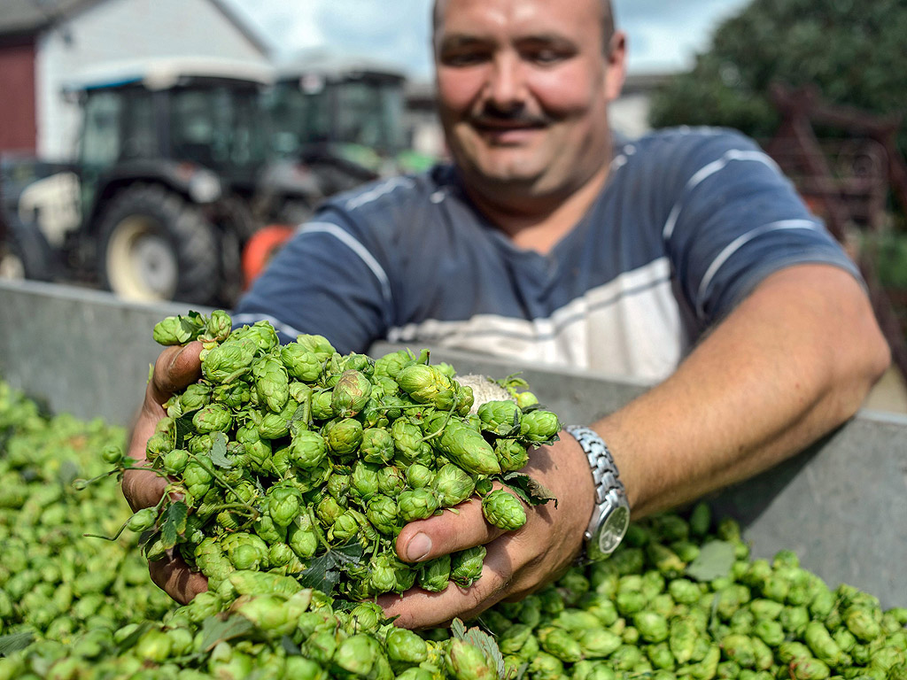 Фермер инспектира реколтата от хмел във фермата си в село в източна Полша. Хмела сорт Люблин е един от най-популярните и най-търсените от пивоварите в Полша, ще бъде обран до 20 септември