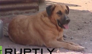 Кучето, което кърмило детето