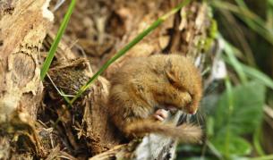 Обикновен сънливец