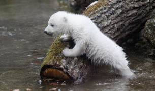 Малко бяло мече в зоопарка в Мюнхен