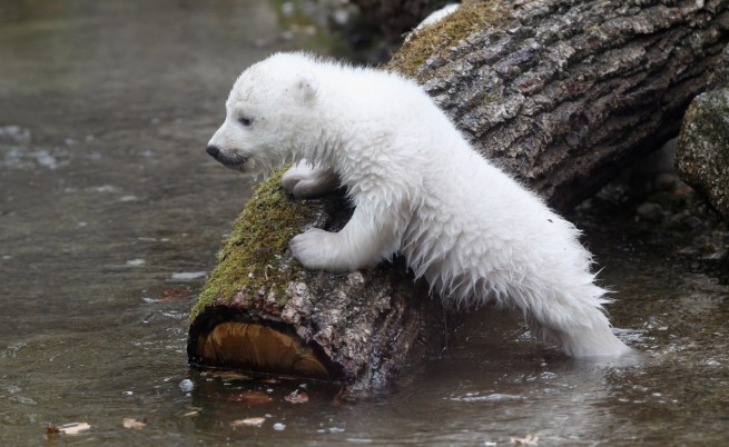 Климатичните промени ли са причината за гладуващите бели мечки?