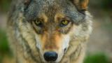  Откриха голяма глава на вълк на 40 000 години в Сибир 