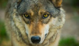 Все още не са заловили избягалия от клетката си вълк