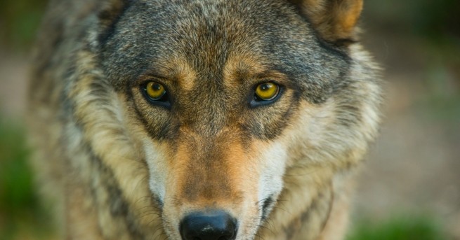 Свят Откриха огромна глава на вълк на 40 000 години