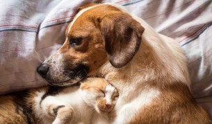 Историите с щастлив край на четири осиновени кучета