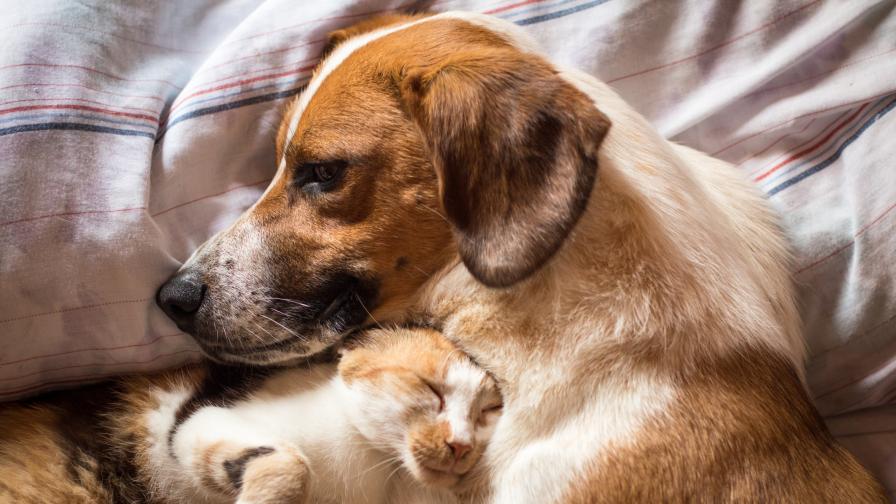 Видео: Любов без граници между кучета и котета
