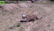 Wild Leopard Gets a Pot Stuck on his Head