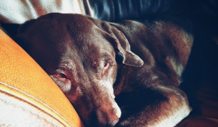 Кучето трудно ви познава - какво е обяснението