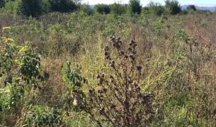 Розовите полета в Казанлък - в потресаващо състояние