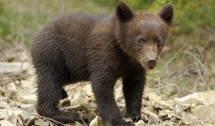 Руснак приюти осиротяло мече