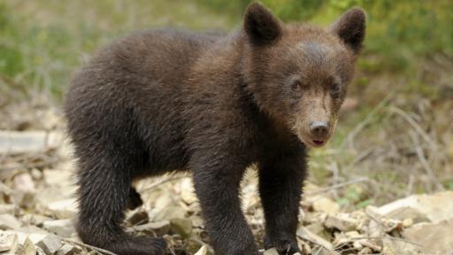  Откриха убито тригодишно мече 
