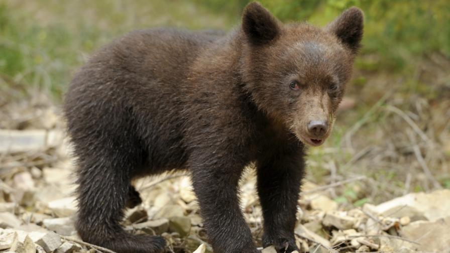  Откриха убито тригодишно мече 