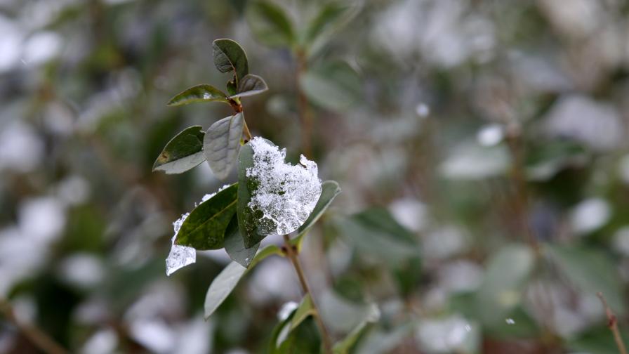 Първи сняг валя във високите части на Смолянска област