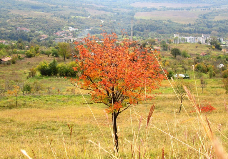 Есен в Дряново