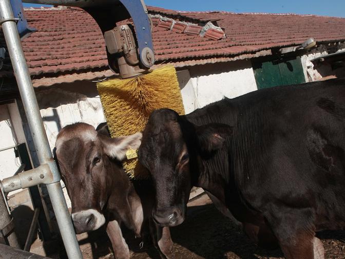 данчеви животни крава крави мляко сурово теле телета угояване ферма