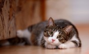  <p>Ветеринари: С ковид, дръжте котките си у дома</p> 