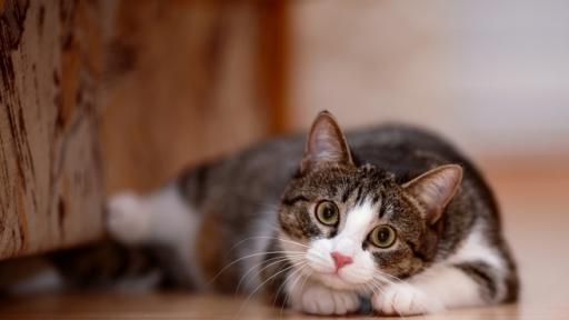  <p>Ветеринари: С ковид, дръжте котките си у дома</p> 